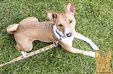 Basenji (1026)